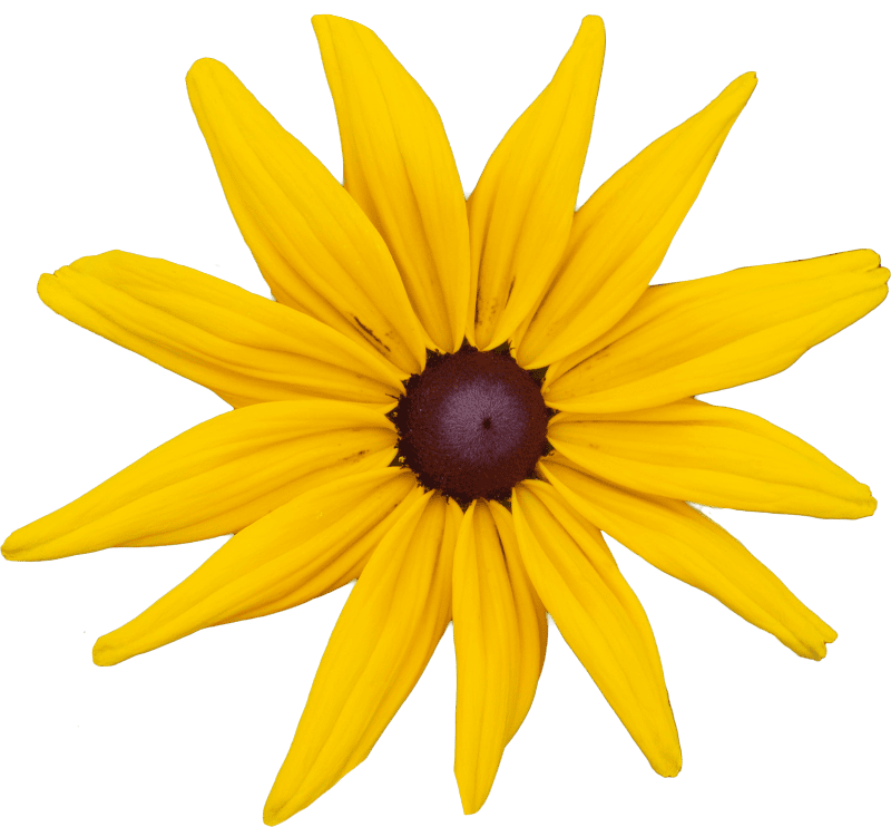 Echinacea
