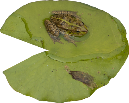 Frog