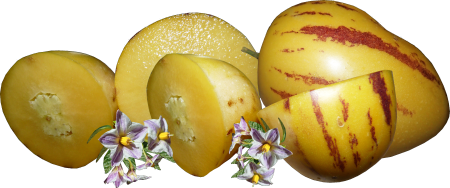 Fruit