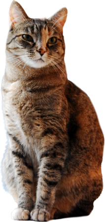 Gata