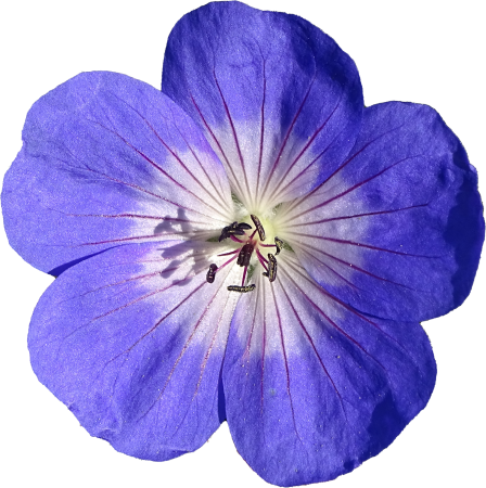 Geranium hardy rozanne