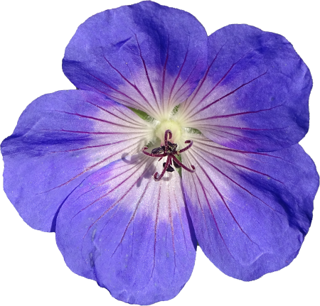 Geranium hardy rozanne