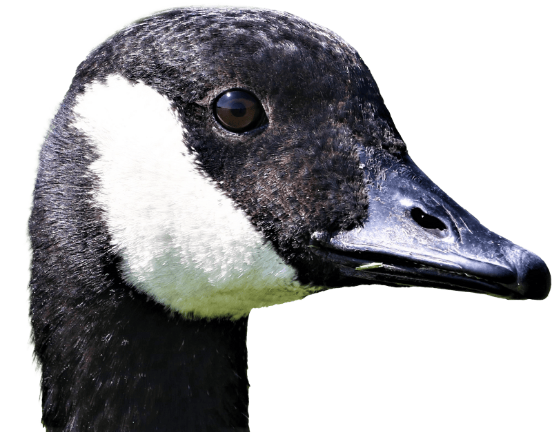 Goose