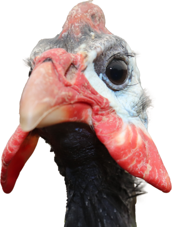 Guinea fowl