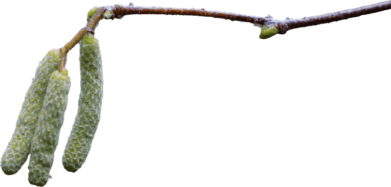 Hazel flower