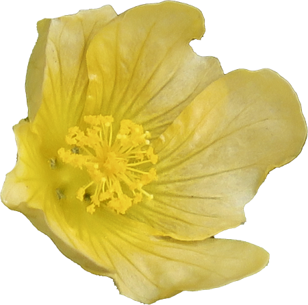 Hong kong wildflowers