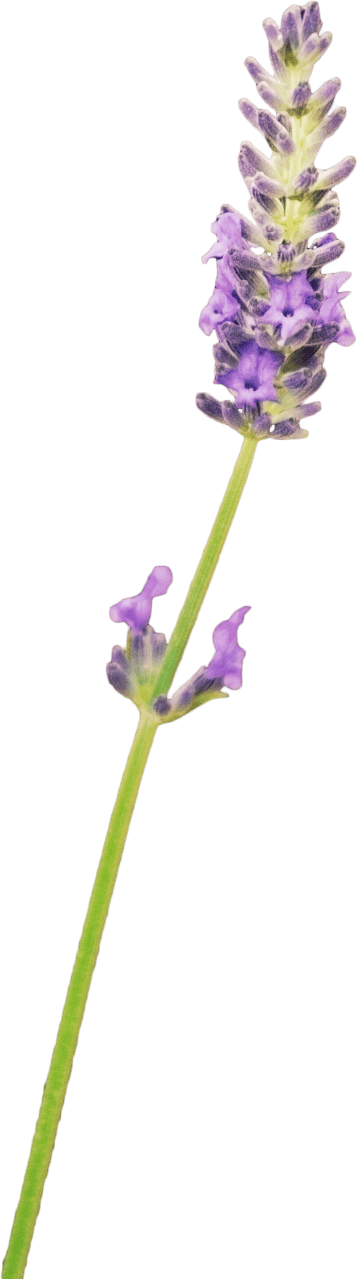 Lavender