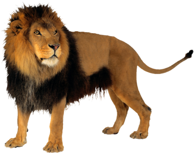 Lion clip art