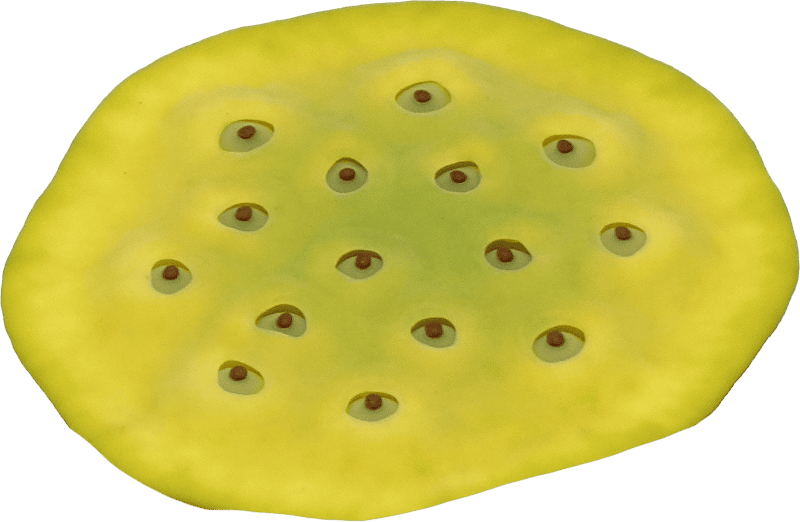 Lotus