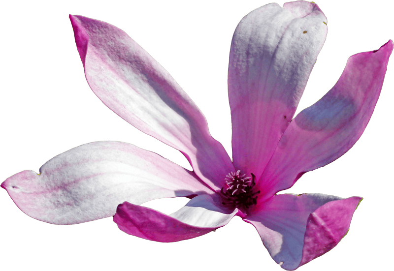 Magnolia