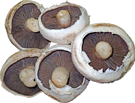 Mushrooms