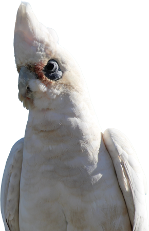 Parrot