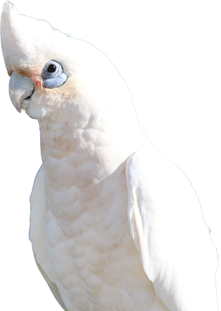 Parrot