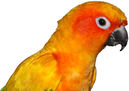Parrot