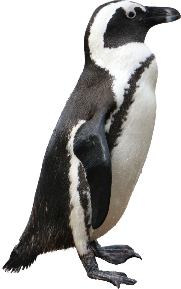 Penguin