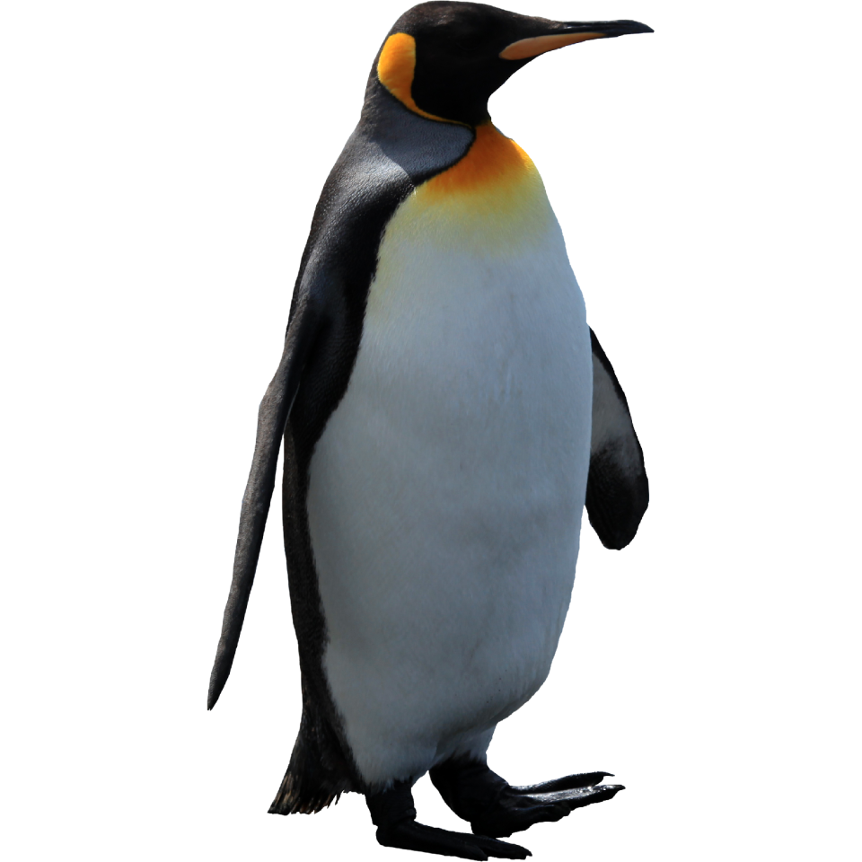 Penguin clip art