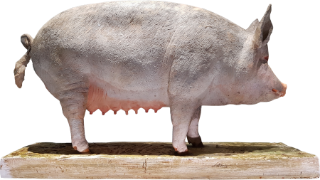 Pig