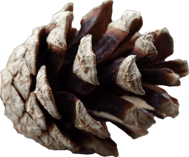 Pine cone