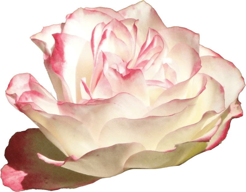 Pink and white rose