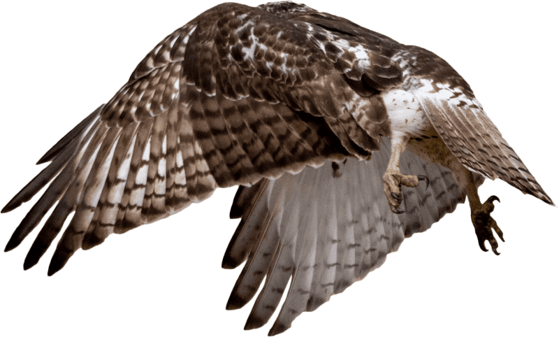 Red tailed hawk