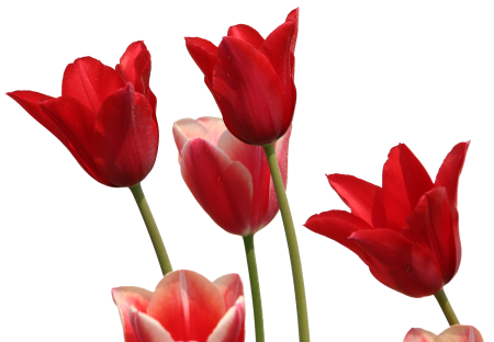 Tulips