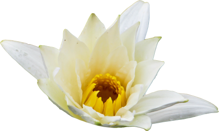 Water lily