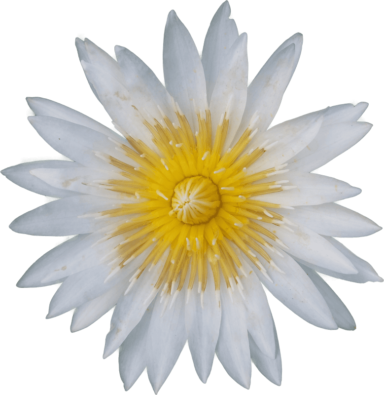 White lotus flower