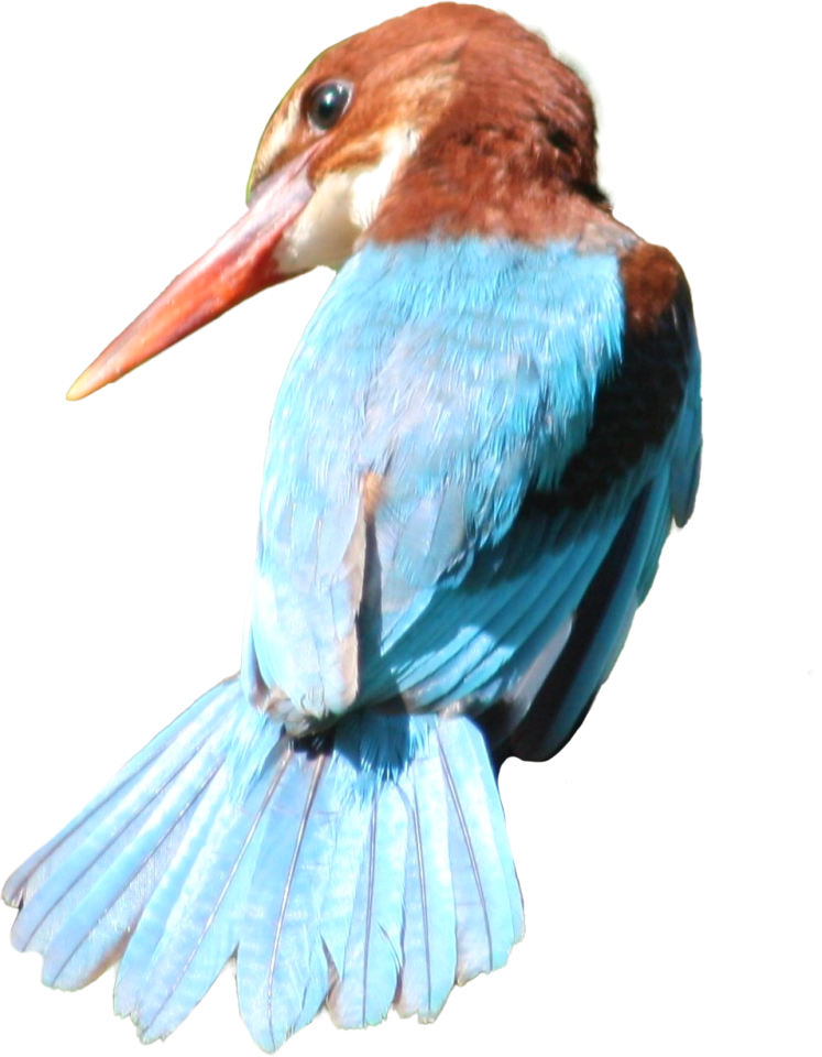 White throated kingfisher