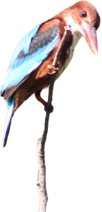 White throated kingfisher