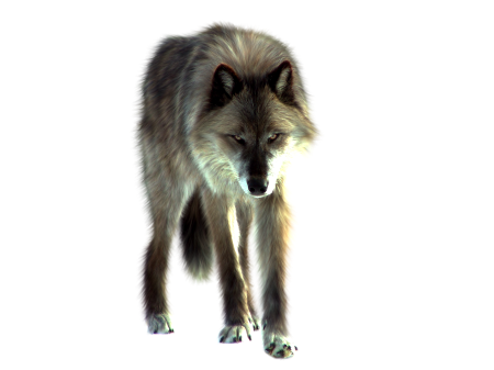 Wolf