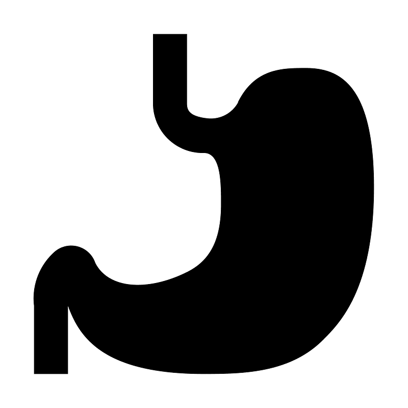 Stomach