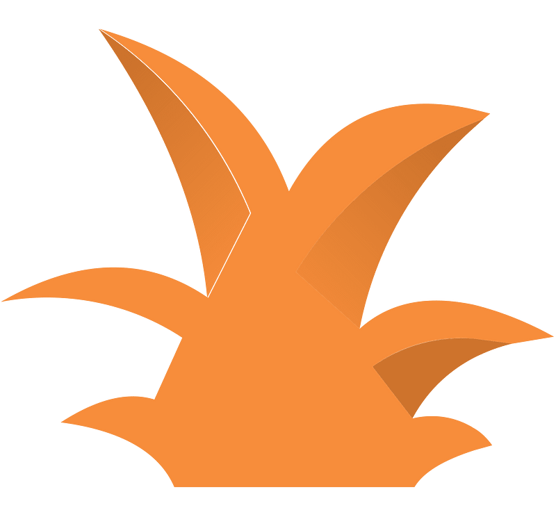 Orange plant