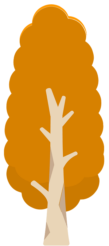 Orange tree 10 deciduous