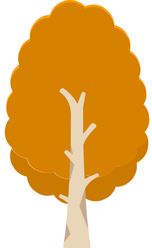 Orange tree 11 deciduous