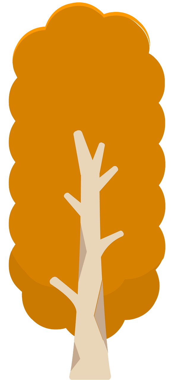 Orange tree 12 deciduous