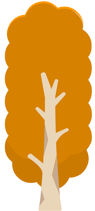Orange tree 12 deciduous
