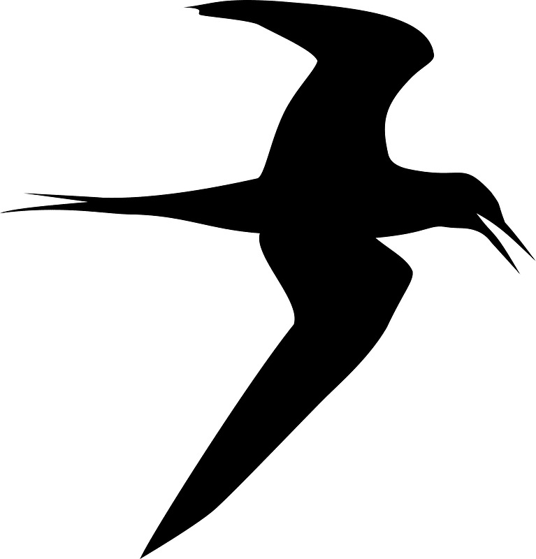 Tern