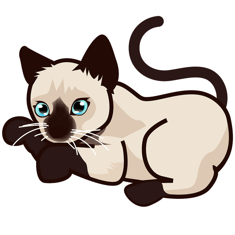 PEO-siamese kitten