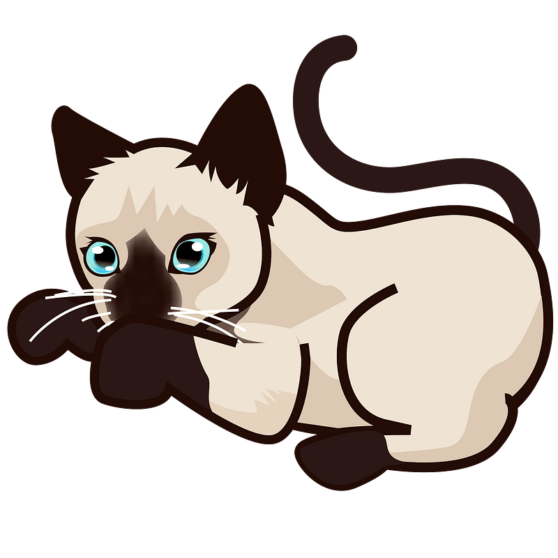 PEO-siamese kitten