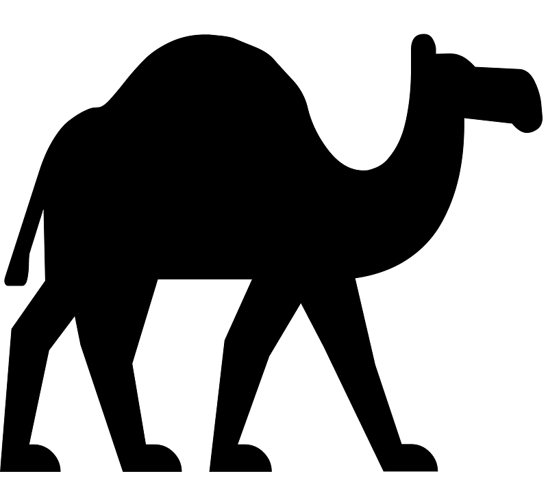 Camel
