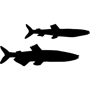 Capelin (7419) - The Noun Project