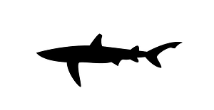 Shark (167354) - The Noun Project