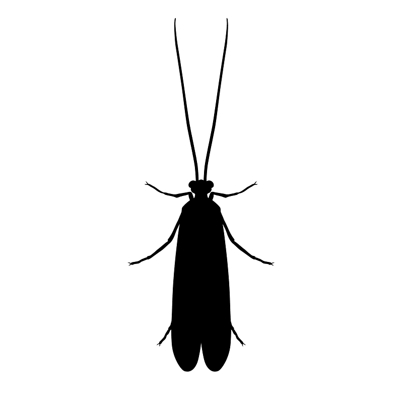 Trichoptera icon