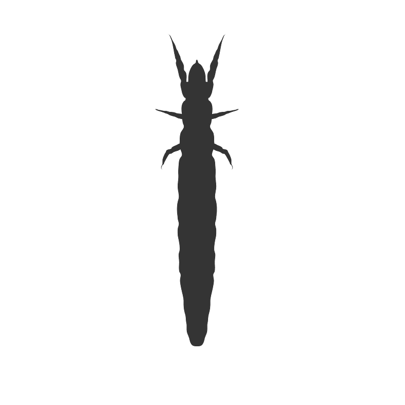 Protura icon