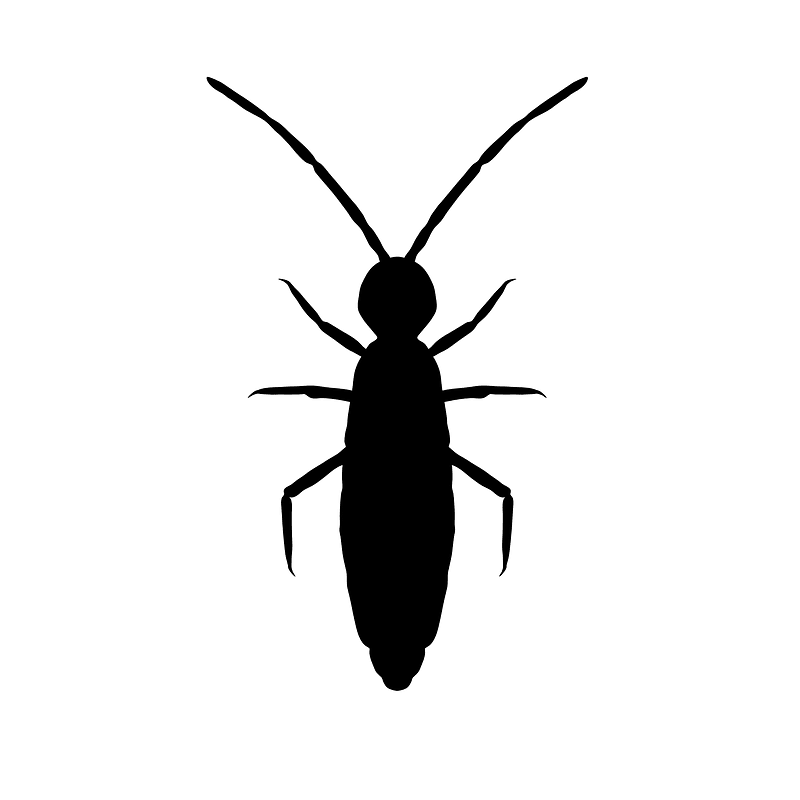 Collembola icon