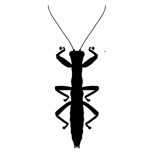 Mantophasmatodea icon