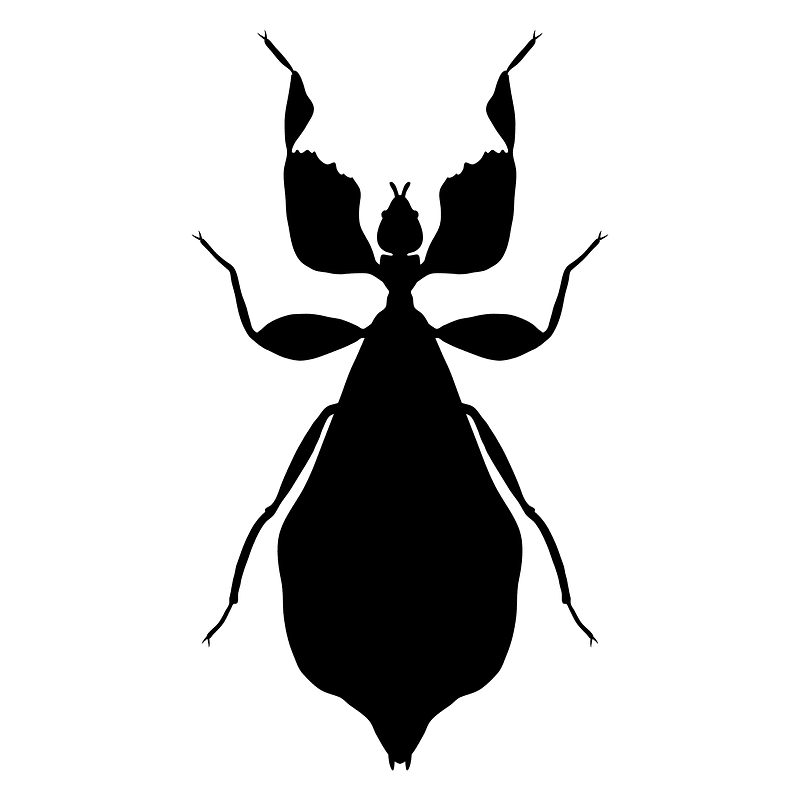 Phyllium icon