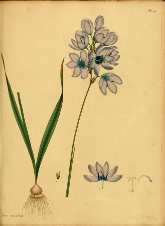 The botanist's repository, for new, and rare plants - containing coloured figures of such plants, as have not hitherto appeared in any similar publication, with all their essential characters, (14783026452), 1797