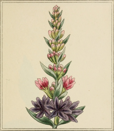 Elements of the science of botany, as established by Linnaeus; with examples to illustrate the classes and orders of his system (1812) (20643856883)