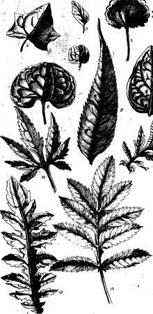 The gardener's dictionary- containing the methods of cultivating and improving the kitchen Fleuron T135895-27, 1741